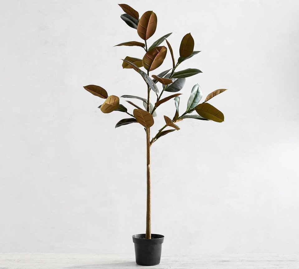 Faux Variegated Rubber Tree Pottery Barn Australia
